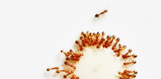 Sulaiman (as) and the Ant