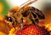 Be Like the Bee
