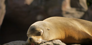 Lazy Boy: It’s All in Your Mind!