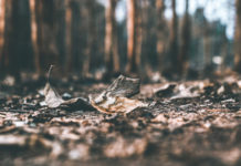 Death: More Than Just an Individual’s Life Being Taken Away