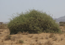 Hadith of Gharqad Tree: A good deed to kill Jews in Islam?