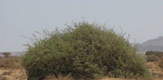 Hadith of Gharqad Tree: A good deed to kill Jews in Islam?